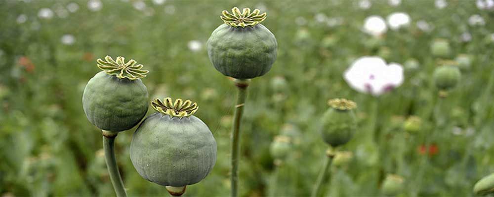 کلینیک ترک اعتیاد ۲ شیفت در شهر قدس